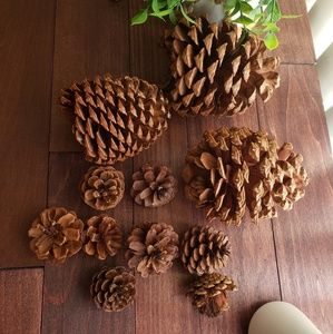 Big bear pine cones